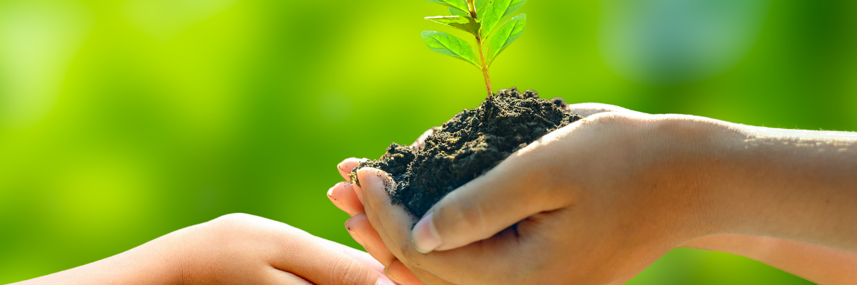 Two hands gently cradle a small plant with soil, symbolizing care for nature and environmental stewardship in the Lacey Act Updates.